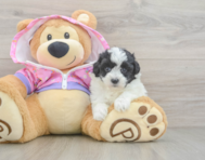 7 week old Maltipoo Puppy For Sale - Lone Star Pups