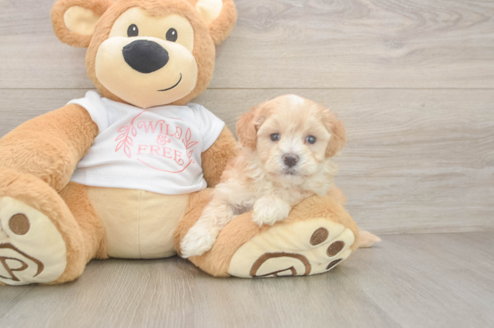 5 week old Maltipoo Puppy For Sale - Lone Star Pups