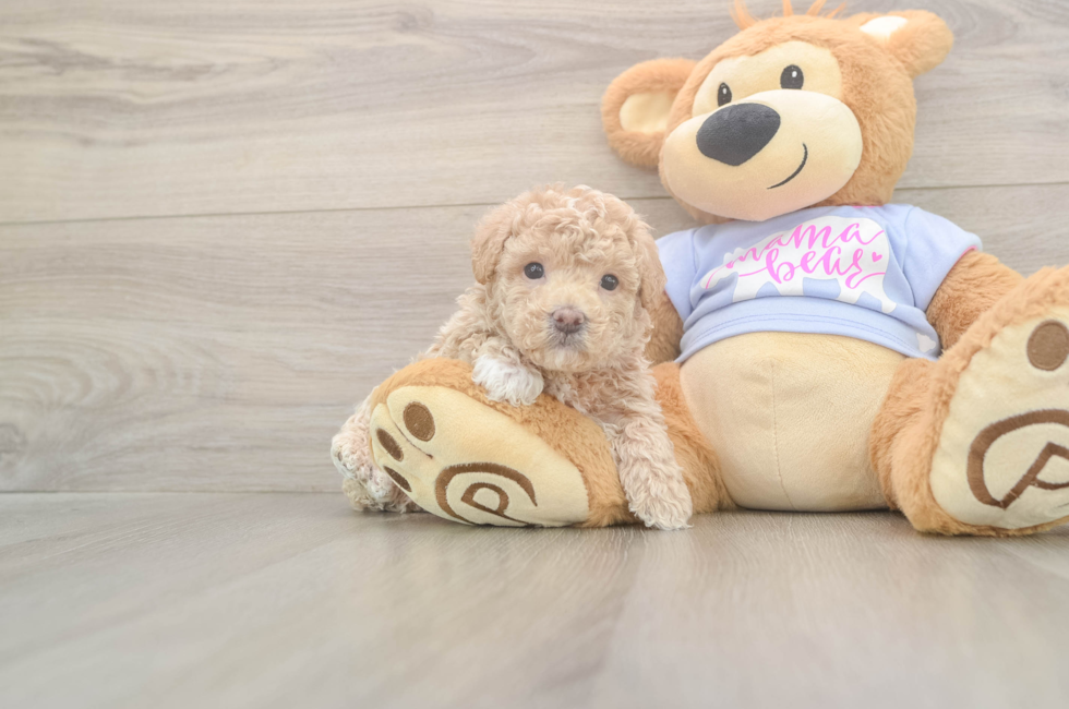 5 week old Maltipoo Puppy For Sale - Lone Star Pups