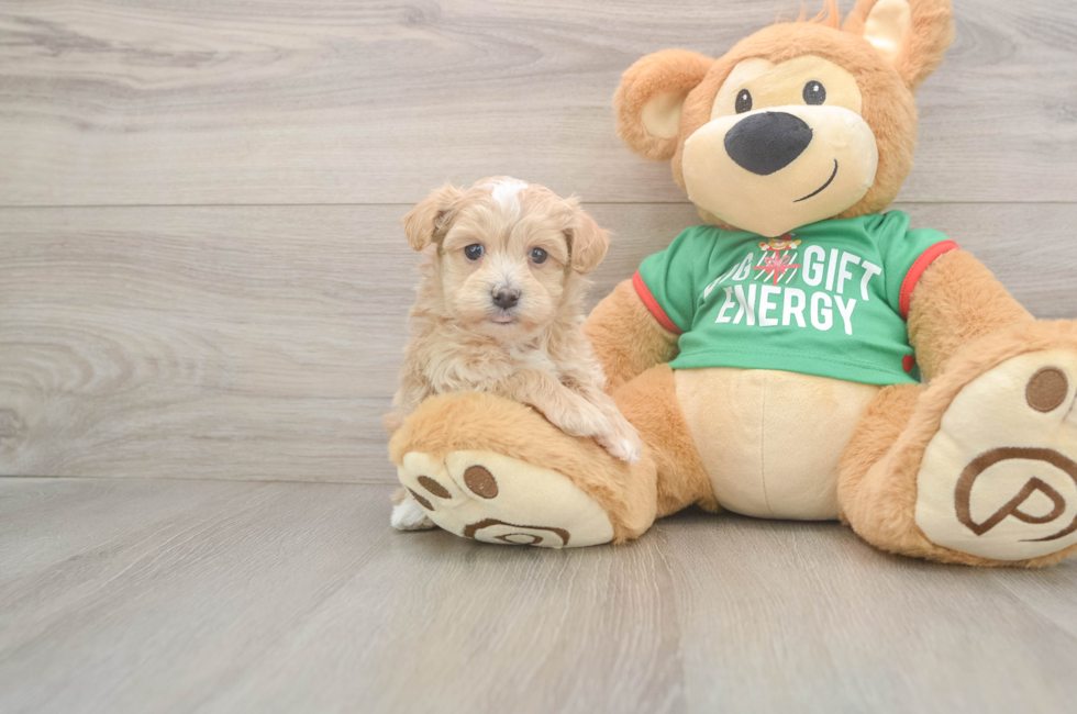 5 week old Maltipoo Puppy For Sale - Lone Star Pups