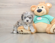 8 week old Maltipoo Puppy For Sale - Lone Star Pups
