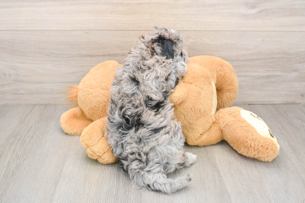 Maltipoo Puppy for Adoption