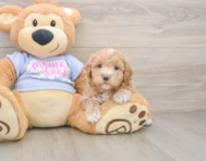 8 week old Maltipoo Puppy For Sale - Lone Star Pups