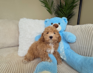 9 week old Maltipoo Puppy For Sale - Lone Star Pups