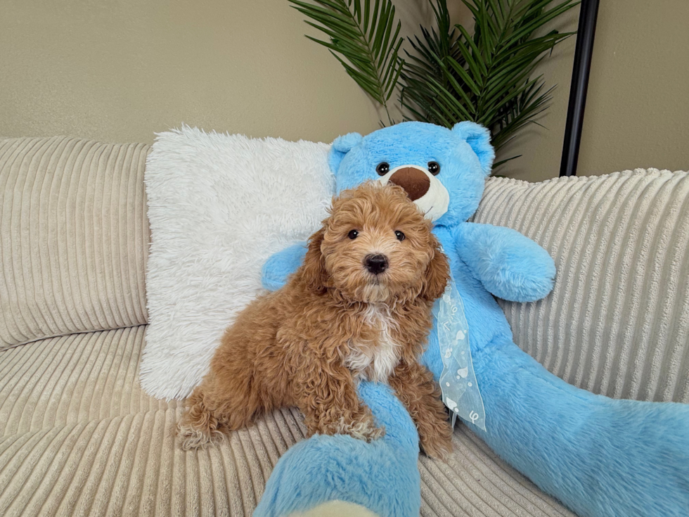 Maltipoo Pup Being Cute
