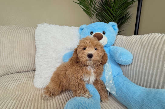 Maltipoo Pup Being Cute