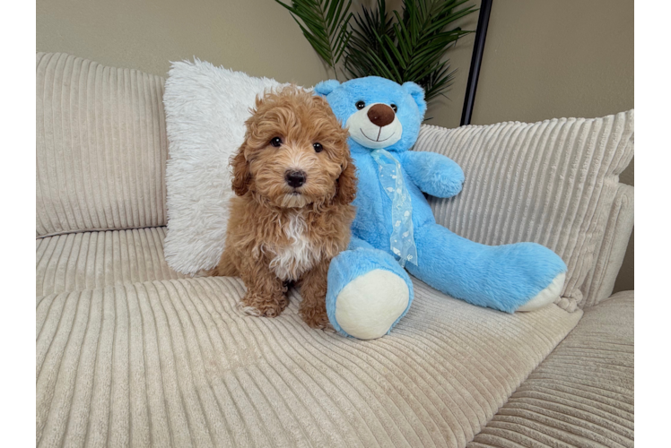 Cute Malt a Poo Poodle Mix Puppy
