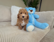 10 week old Maltipoo Puppy For Sale - Lone Star Pups