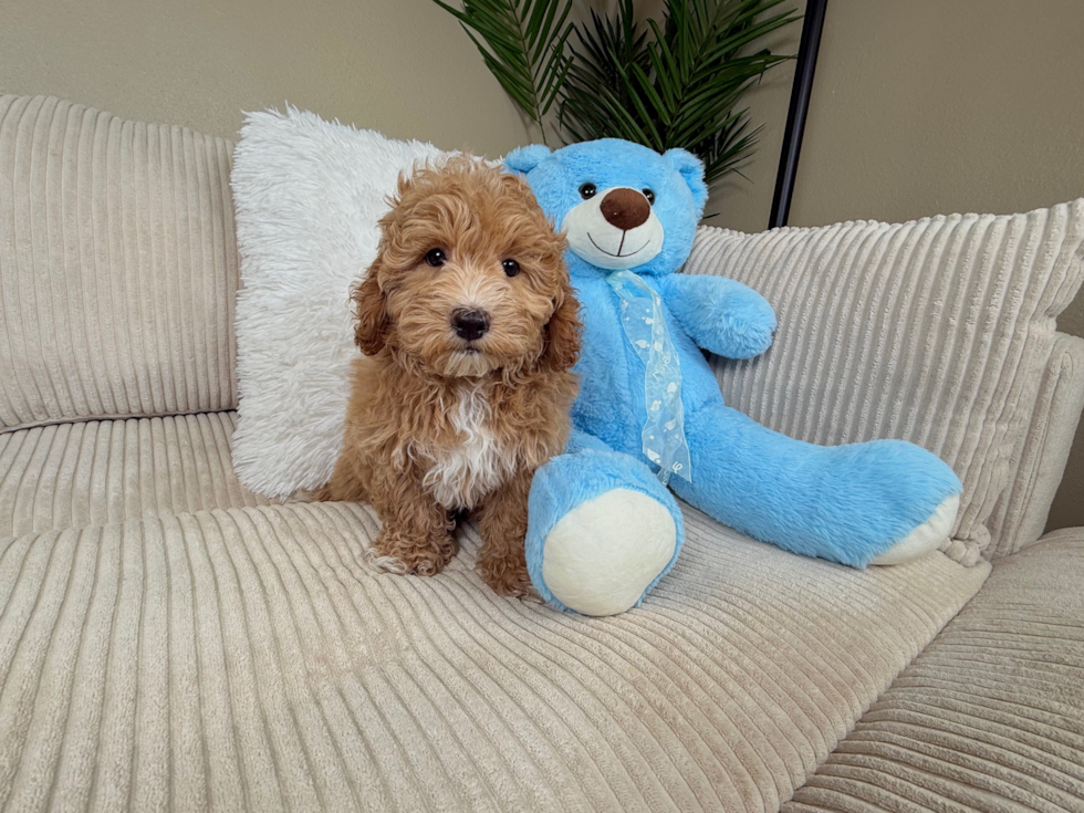Cute Malt a Poo Poodle Mix Puppy