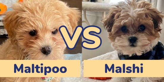 Maltipoo vs Malshi Comparison