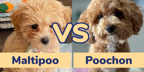 Maltipoo vs Poochon Comparison