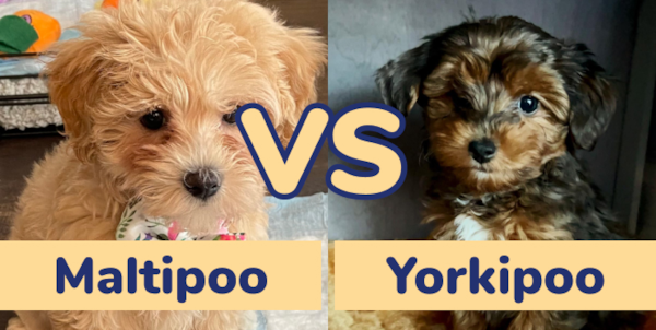 Maltipoo vs Yorkie Poo: A Complete Guide | Lone Star Pups