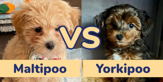 Maltipoo vs Yorkie Poo Comparison