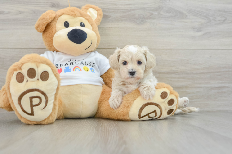 7 week old Maltipoo Puppy For Sale - Lone Star Pups