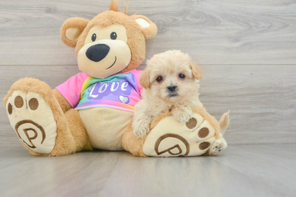 Maltipoo Pup Being Cute