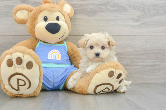 Adorable Maltepoo Poodle Mix Puppy