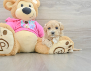 8 week old Maltipoo Puppy For Sale - Lone Star Pups