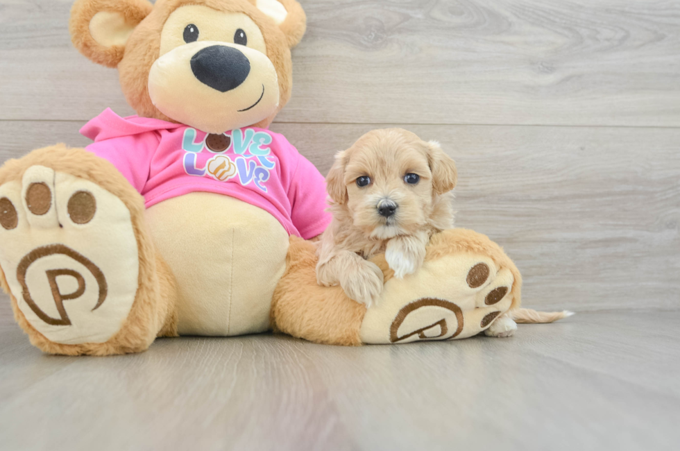 6 week old Maltipoo Puppy For Sale - Lone Star Pups