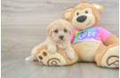 Playful Moodle Poodle Mix Puppy