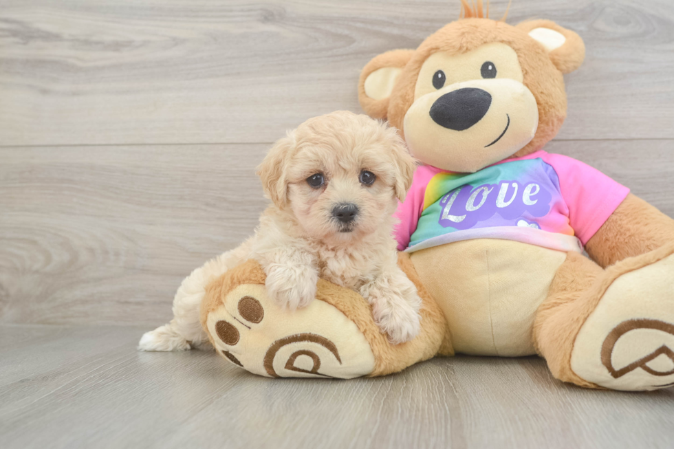 Playful Moodle Poodle Mix Puppy