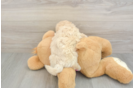 Maltipoo Puppy for Adoption
