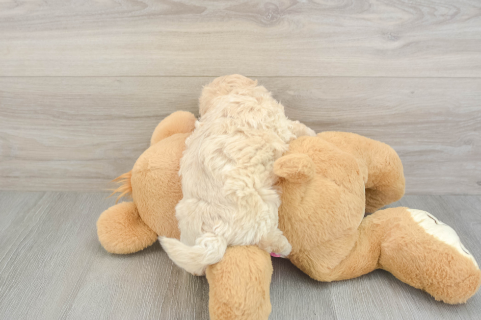 Maltipoo Puppy for Adoption