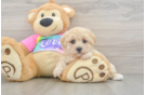 Maltipoo Puppy for Adoption
