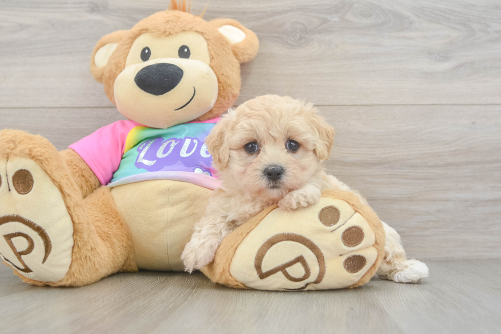Maltipoo Puppy for Adoption