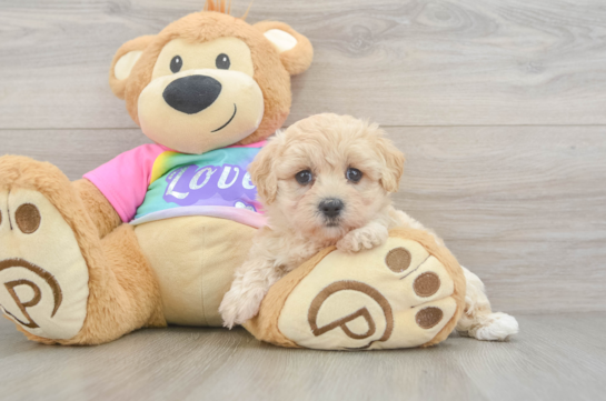 Maltipoo Puppy for Adoption