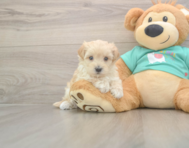 8 week old Maltipoo Puppy For Sale - Lone Star Pups