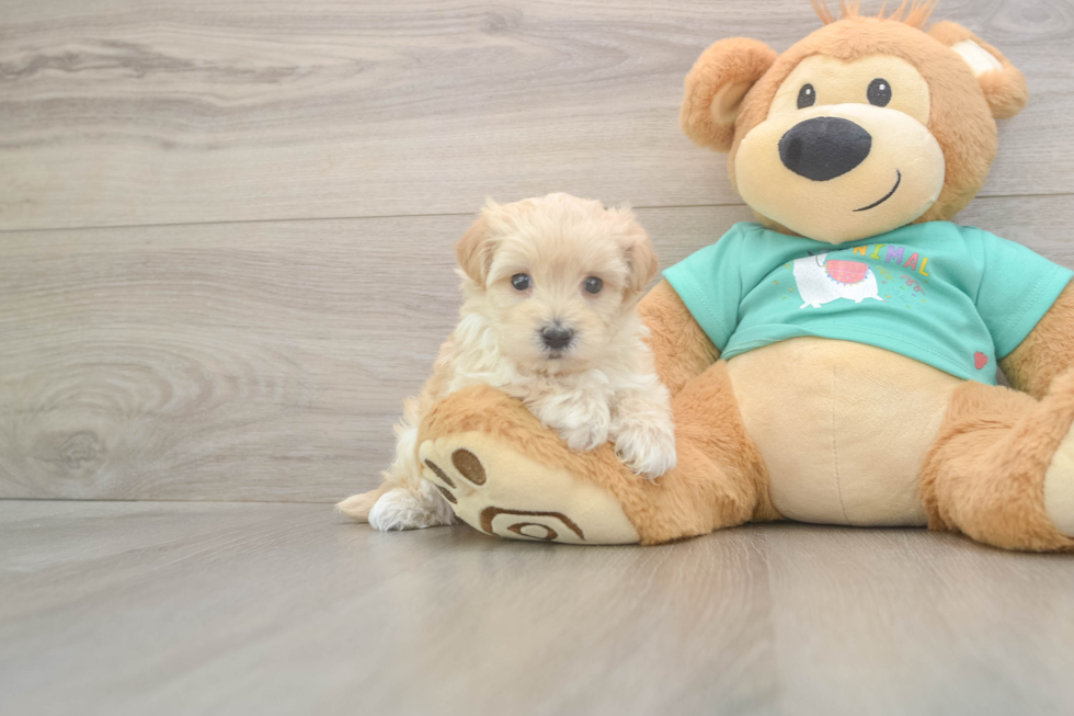 Meet Wanda - our Maltipoo Puppy Photo  1/3 - Lone Star Pups Adorable Malt a Poo Poodle Mix Puppy