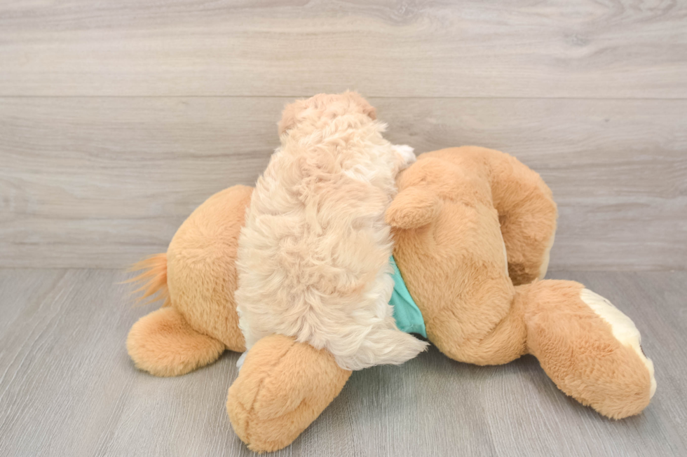 Meet Wanda - our Maltipoo Puppy Photo  3/3 - Lone Star Pups Petite Maltipoo Poodle Mix Pup