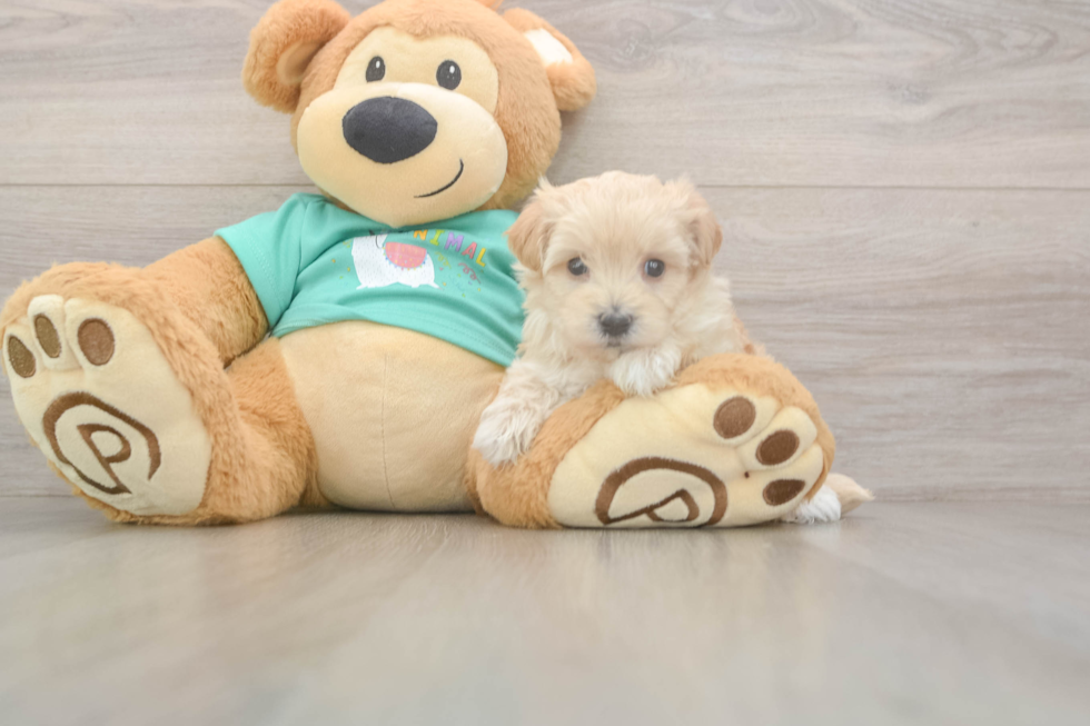Meet Wanda - our Maltipoo Puppy Photo  2/3 - Lone Star Pups Popular Maltipoo Poodle Mix Pup