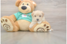 Meet Wanda - our Maltipoo Puppy Photo  2/3 - Lone Star Pups Popular Maltipoo Poodle Mix Pup