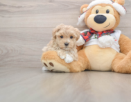 8 week old Maltipoo Puppy For Sale - Lone Star Pups