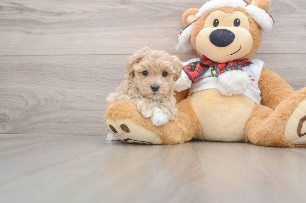 5 week old Maltipoo Puppy For Sale - Lone Star Pups