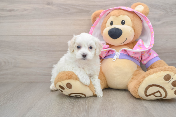 Energetic Malt a Poo Poodle Mix Puppy