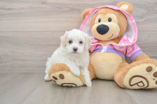 Energetic Malt a Poo Poodle Mix Puppy