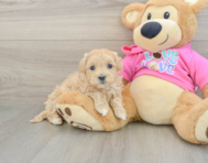 8 week old Maltipoo Puppy For Sale - Lone Star Pups