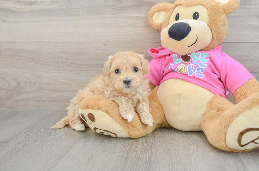 6 week old Maltipoo Puppy For Sale - Lone Star Pups