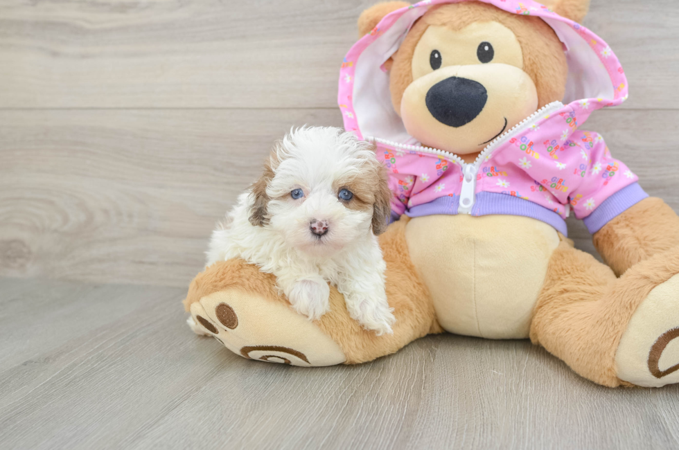 5 week old Maltipoo Puppy For Sale - Lone Star Pups