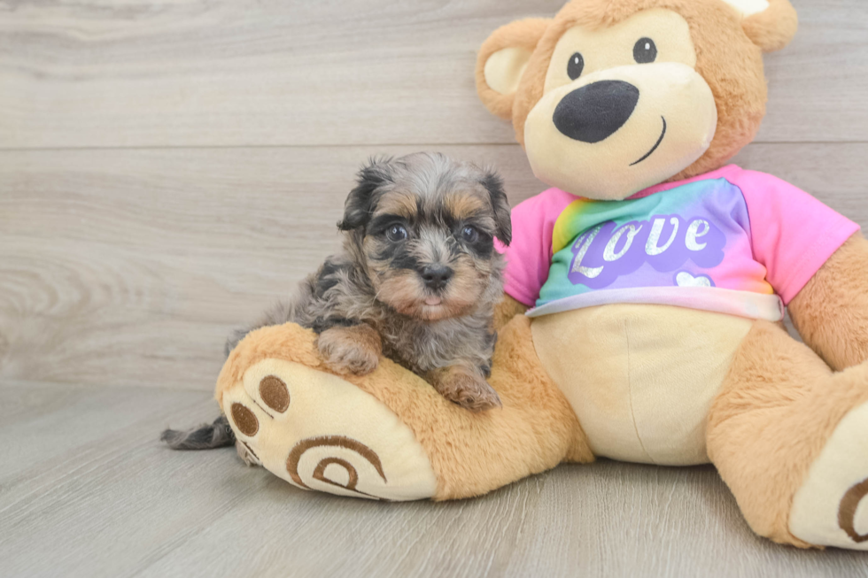Popular Maltipoo Poodle Mix Pup