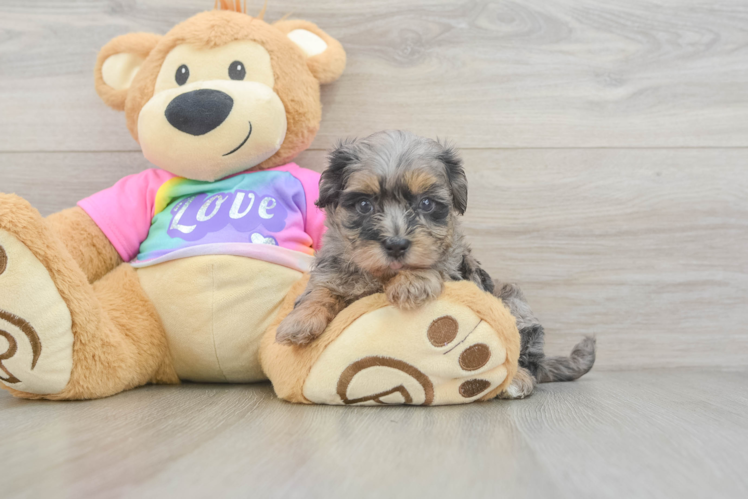 Fluffy Maltipoo Poodle Mix Pup