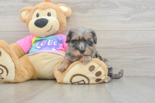 Fluffy Maltipoo Poodle Mix Pup