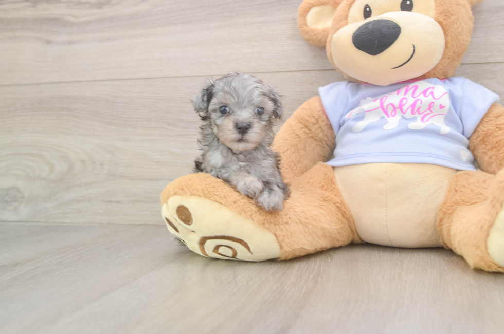 5 week old Maltipoo Puppy For Sale - Lone Star Pups