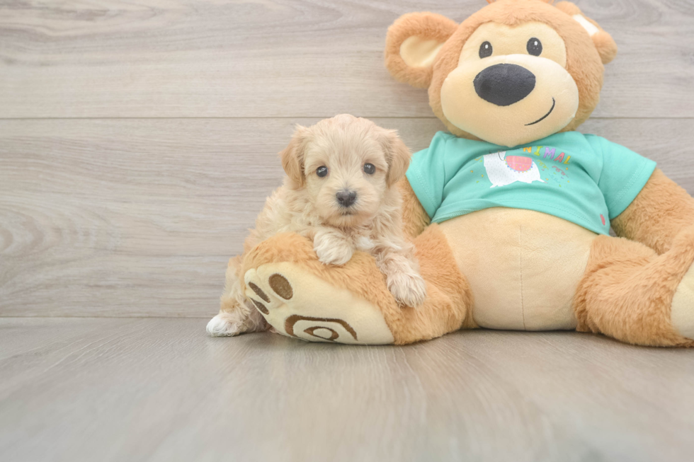 Meet Winfrey - our Maltipoo Puppy Photo  1/3 - Lone Star Pups Best Maltipoo Baby