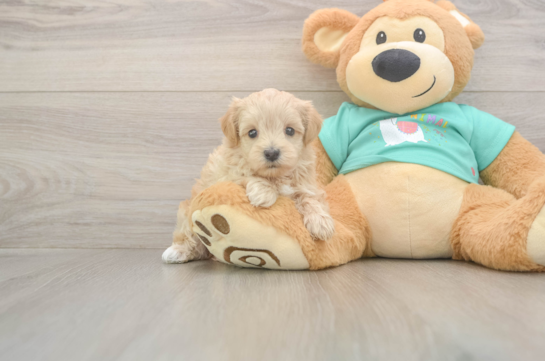 5 week old Maltipoo Puppy For Sale - Lone Star Pups Best Maltipoo Baby