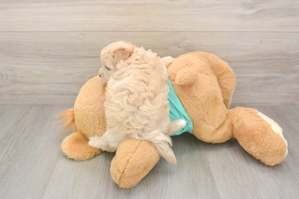 Meet Winfrey - our Maltipoo Puppy Photo  3/3 - Lone Star Pups Adorable Moodle Poodle Mix Puppy