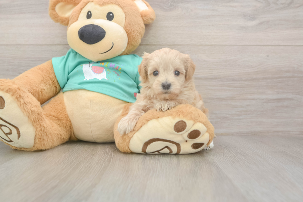 Meet Winfrey - our Maltipoo Puppy Photo  2/3 - Lone Star Pups Energetic Maltese Poodle Poodle Mix Puppy