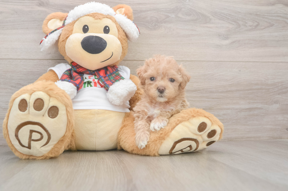 5 week old Maltipoo Puppy For Sale - Lone Star Pups